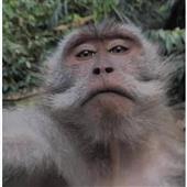Đả