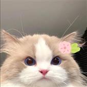 Cu