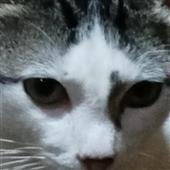 Po