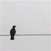 Gi