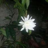 Đạ