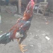 Sò