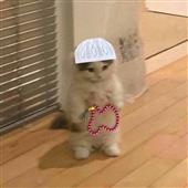 VU