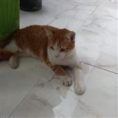 Bị