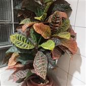 Lị