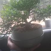 Nữ