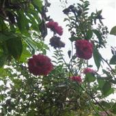 Ca