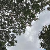 Cầ