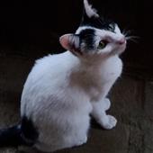FI