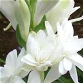 Cu