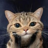 ch