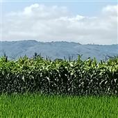 Gi