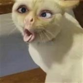 Lị