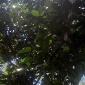 Bả