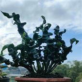 Dự