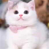 Dạ