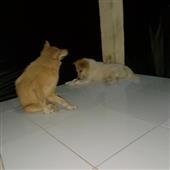 Bả