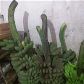 Kỳ