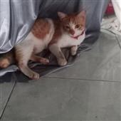 Ch