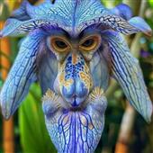 FI