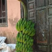 An