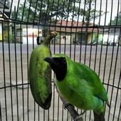 độ