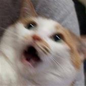 Bả