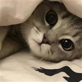 Cư