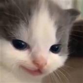 Bí