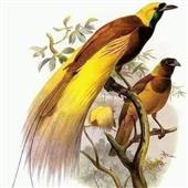 Đê