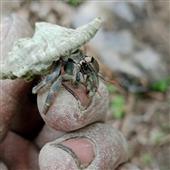 An
