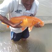 Nữ