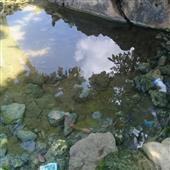 Sự