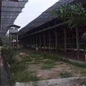 Cá