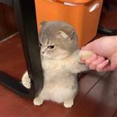 G-