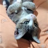 Po