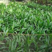 sự