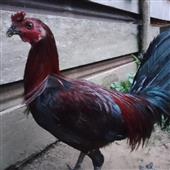 Gi
