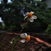 Lị