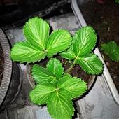 Cổ