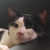 Kè