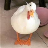 Tr