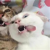 TỐ