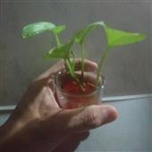Lị