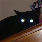 Ho