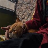 Kị
