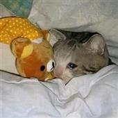 Bó