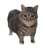 Li