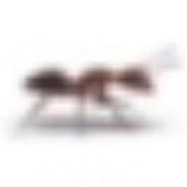 Nh