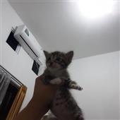 Ap